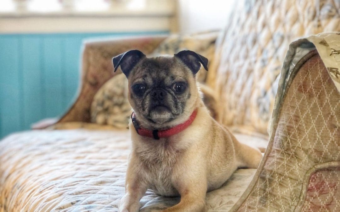 small dog sanctuary in Niagara on the lake resident, pixie the pug