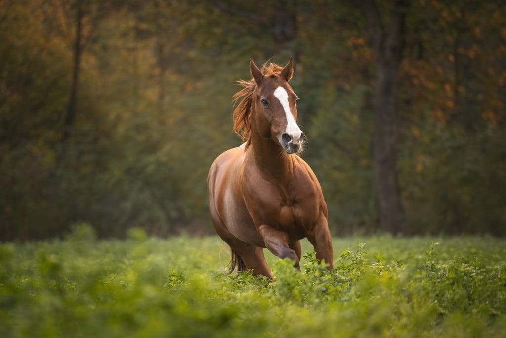 horse running at liberty with backlight