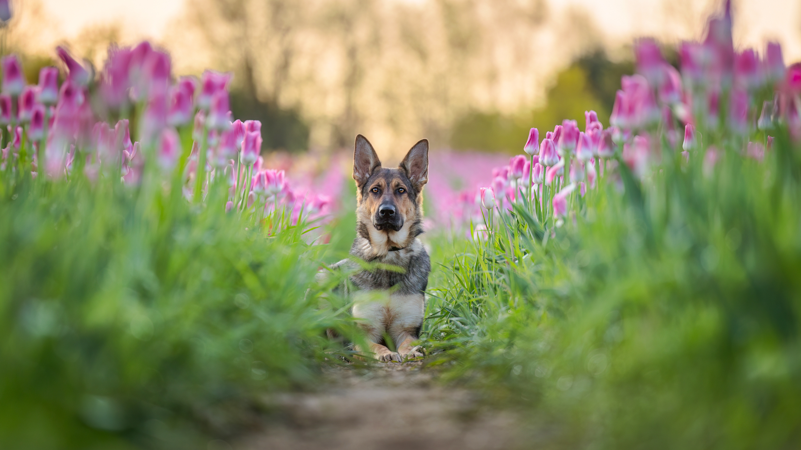 german shepherd lying inbetween rows of pink tulips
