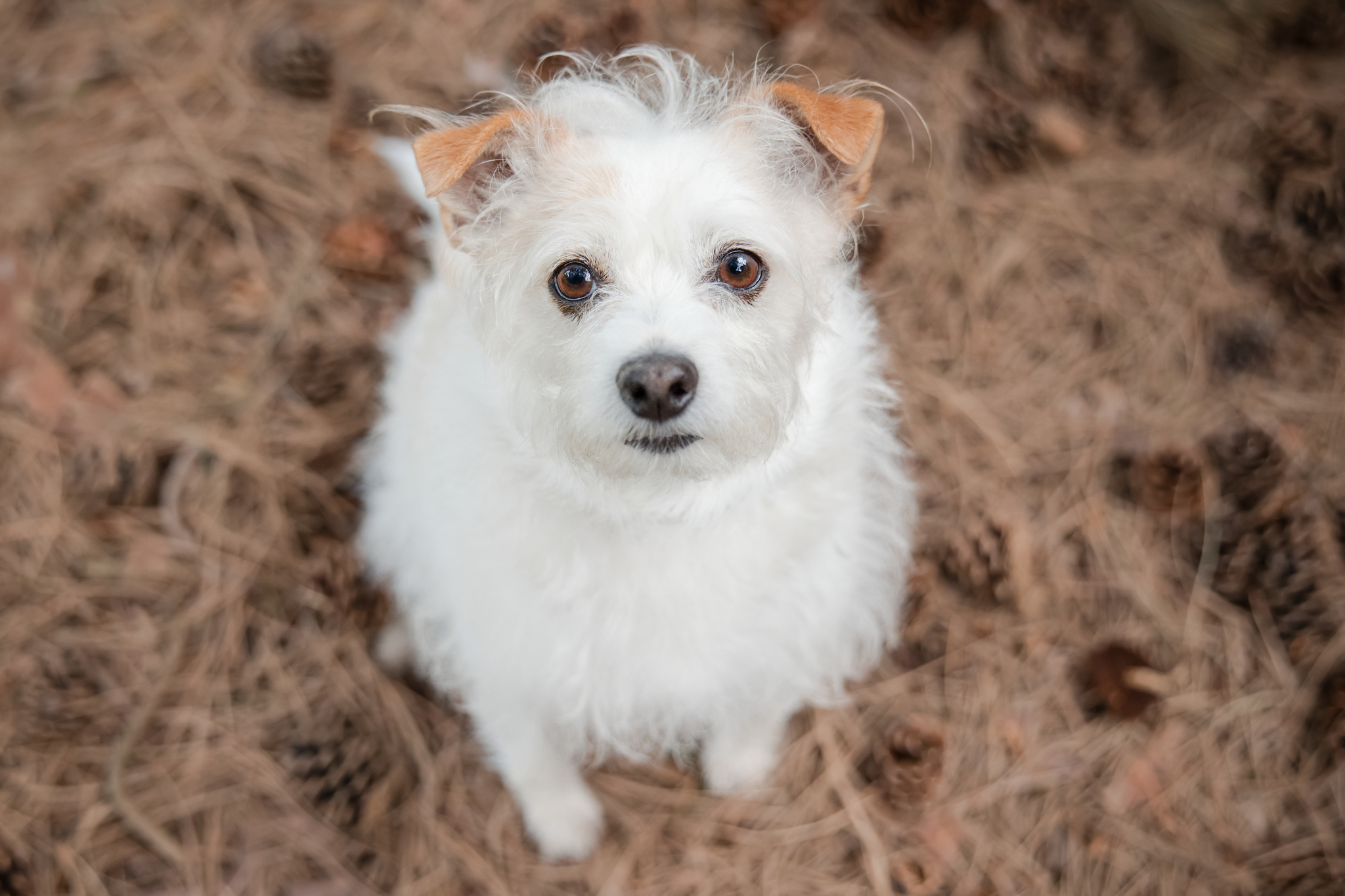 senior dog looking up at camera
