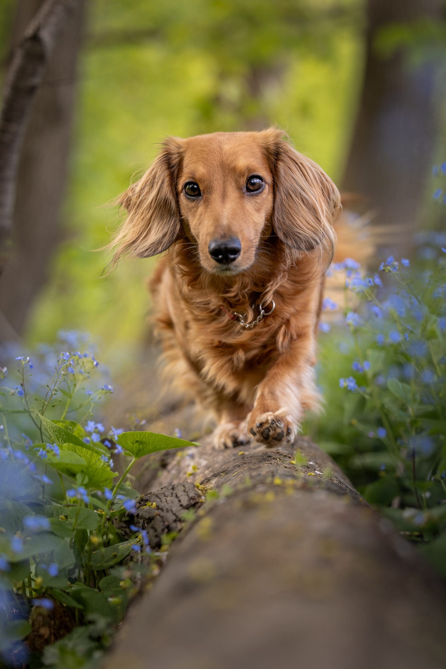 Mini dachshund walking on log during dog photography session in St. Catharines