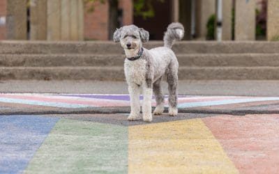 Dog Photography Tips for Students: A Visit to Sir Winston Churchill Secondary