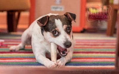 Niagara Pet Photography: JRTRO rescue Lilly