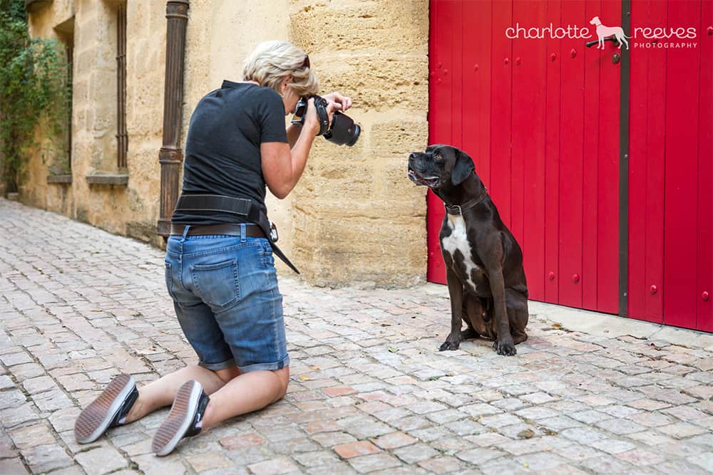 niagara pet photographer working with a dog in the south of France