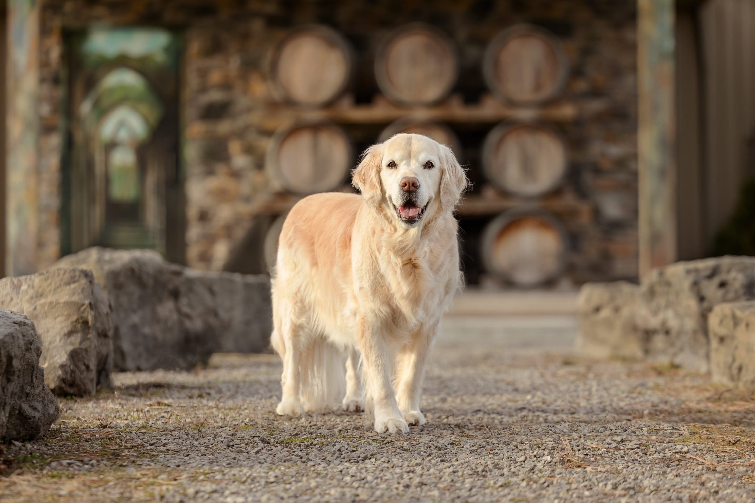 Golden Retriever posing during dog photography session at a winery in Niagara