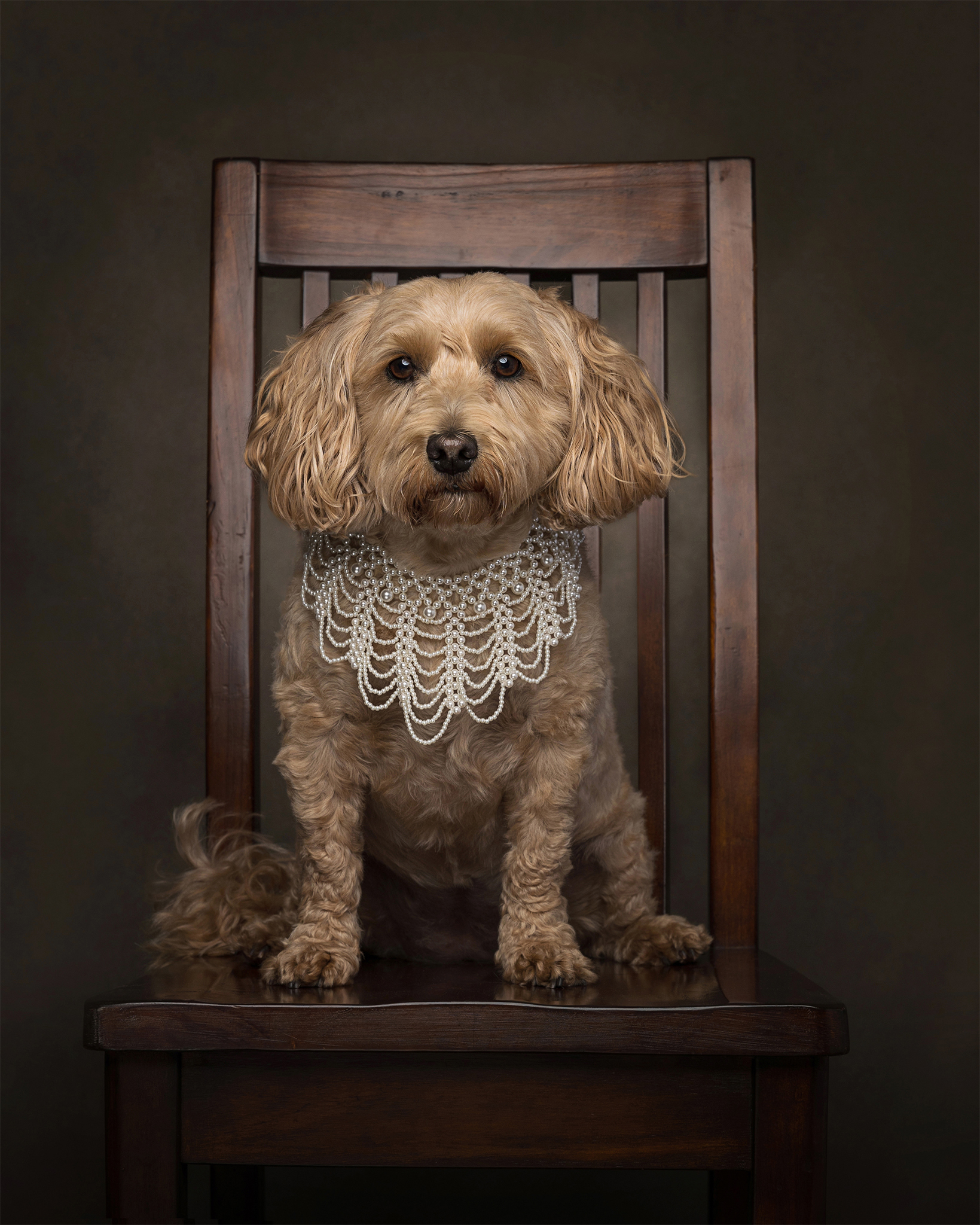 small golden doodle on a chair wearing #dissent pearl necklace in studio