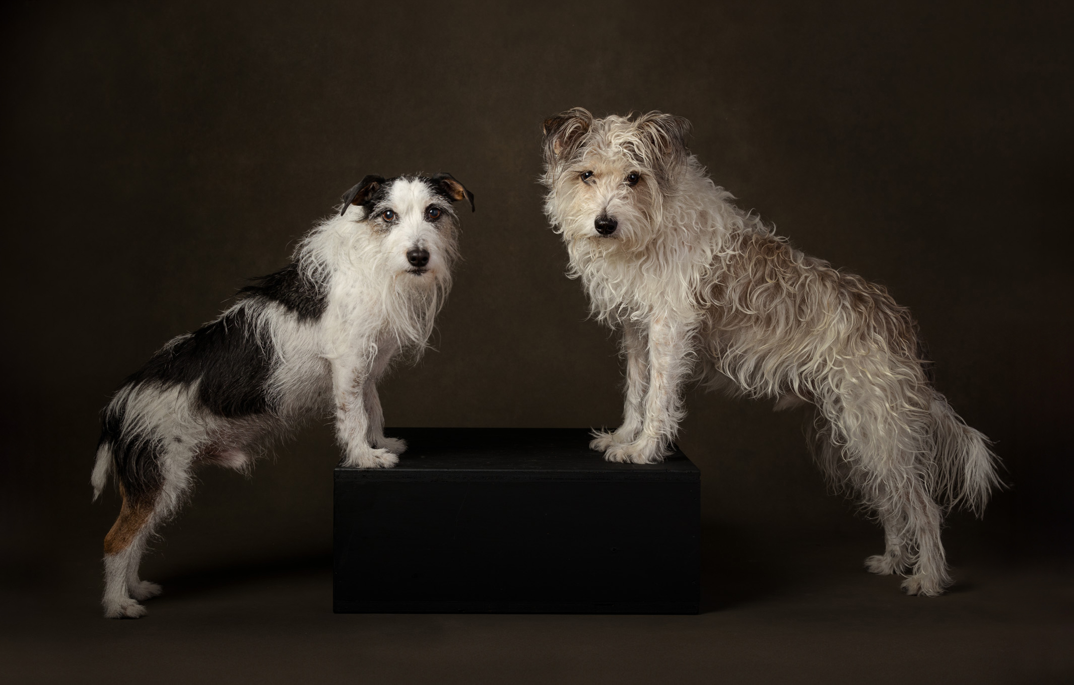 two terriers facing towards each other in studio with front paws on a box
