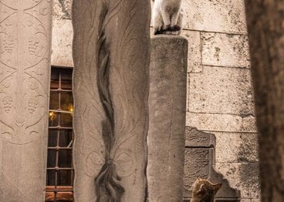 cats in cemetery in istanbul