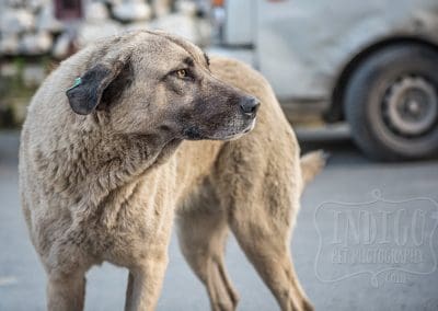 dog in istanbul