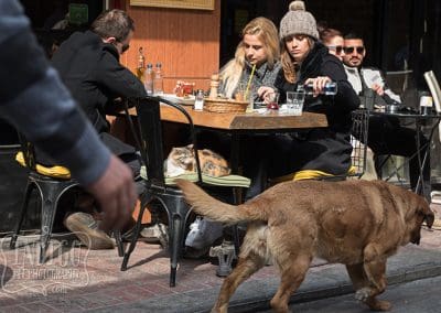 cat hissing at dog going by in karakoy