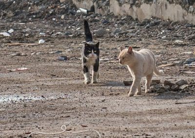 feral cats in construction area in istanbul