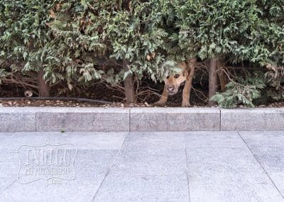 dog peeking out from a bush in istanbul