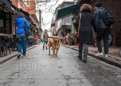 dog in karakoy street with people walking by