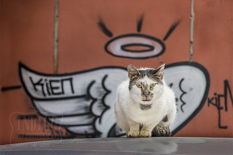 cat in front of graffiti on wall