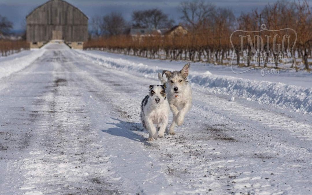 two terriers running in snow with barn in behind