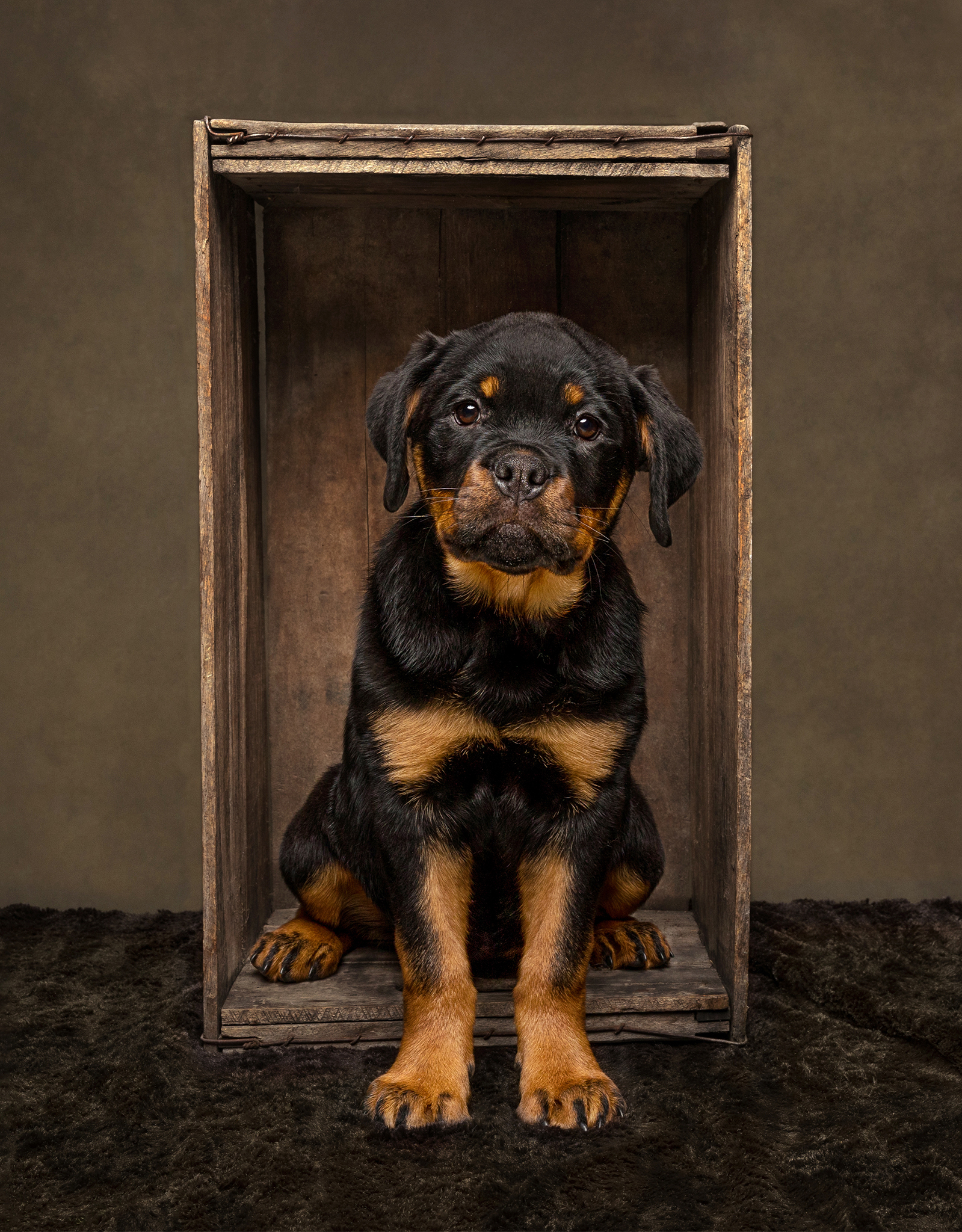 rottweiler dog puppy sitting partially in a crate in studio setting