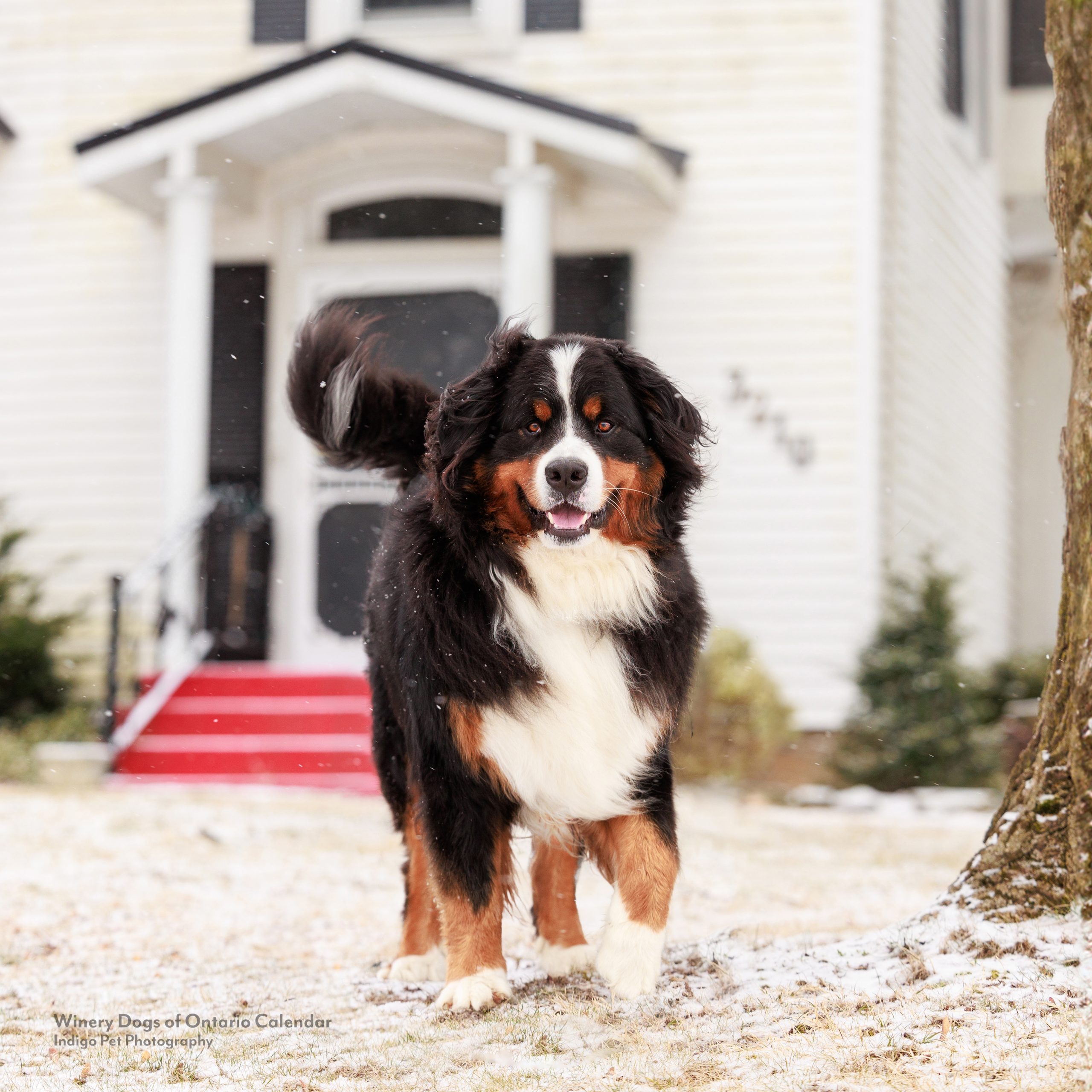 bernese mountain dog in light snow in front of a white house with red stairs