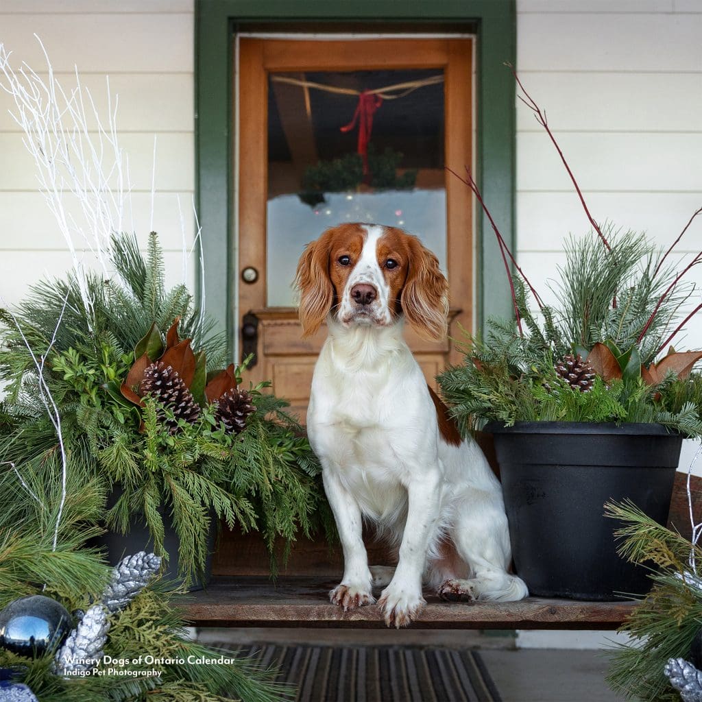 field cocker spaniel on a bench surrounded by christmas arrangements