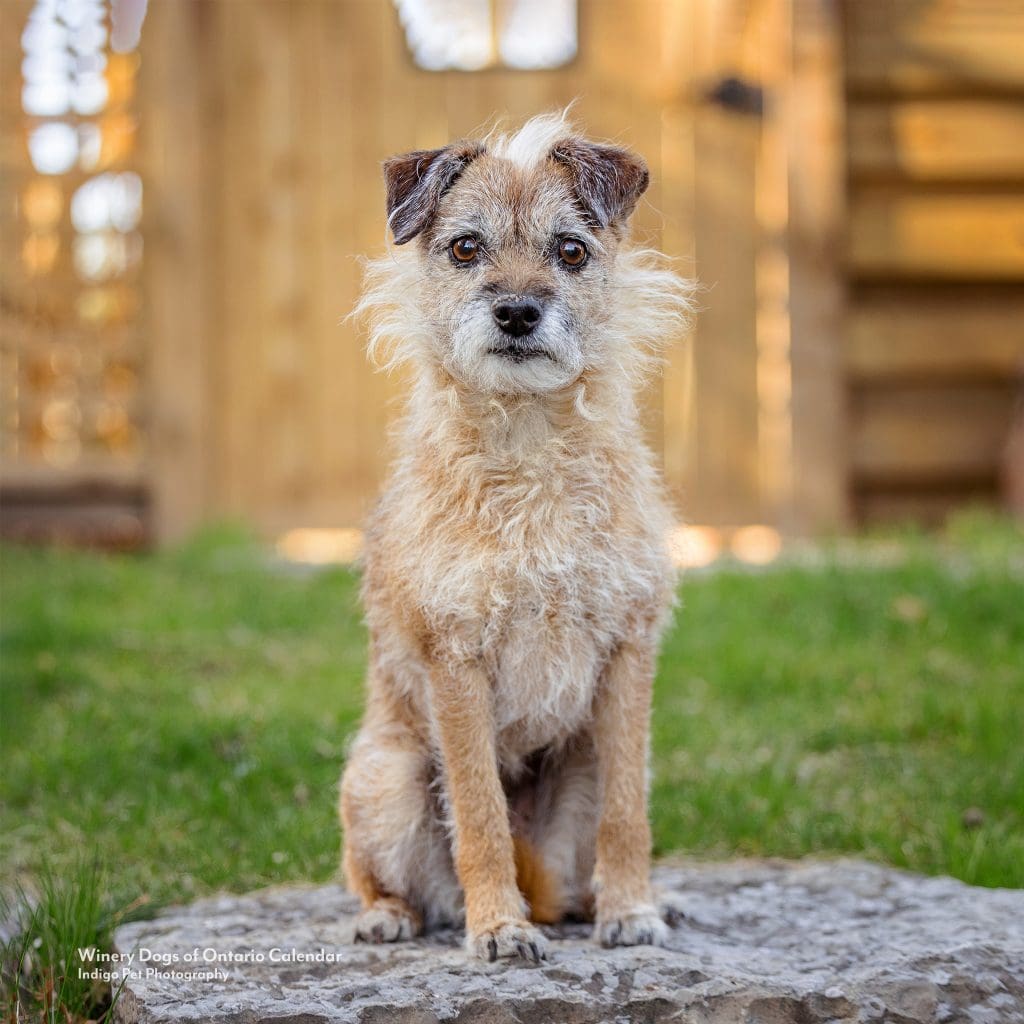 scruffy terrier dog posing in front of a gate on a rock