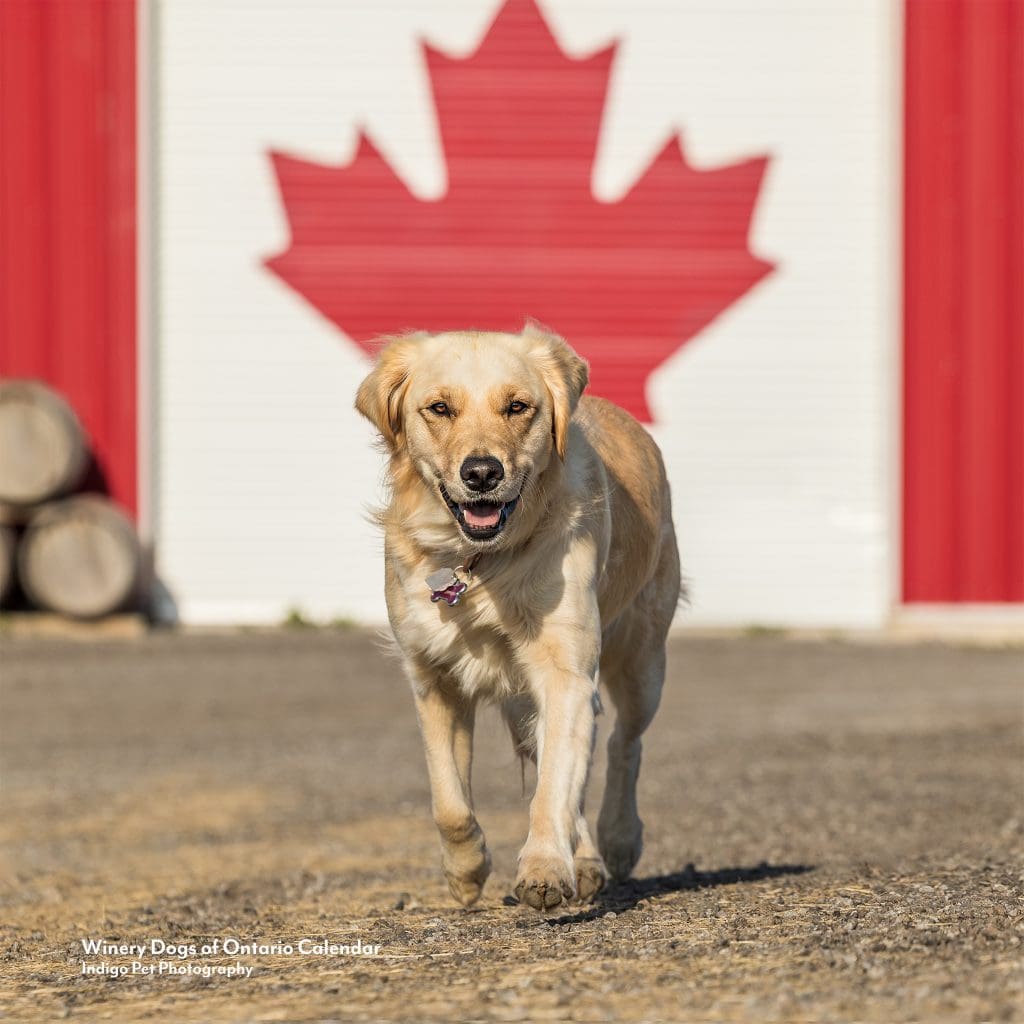 Golden retriever running towards camera with a giant canadian flag in background