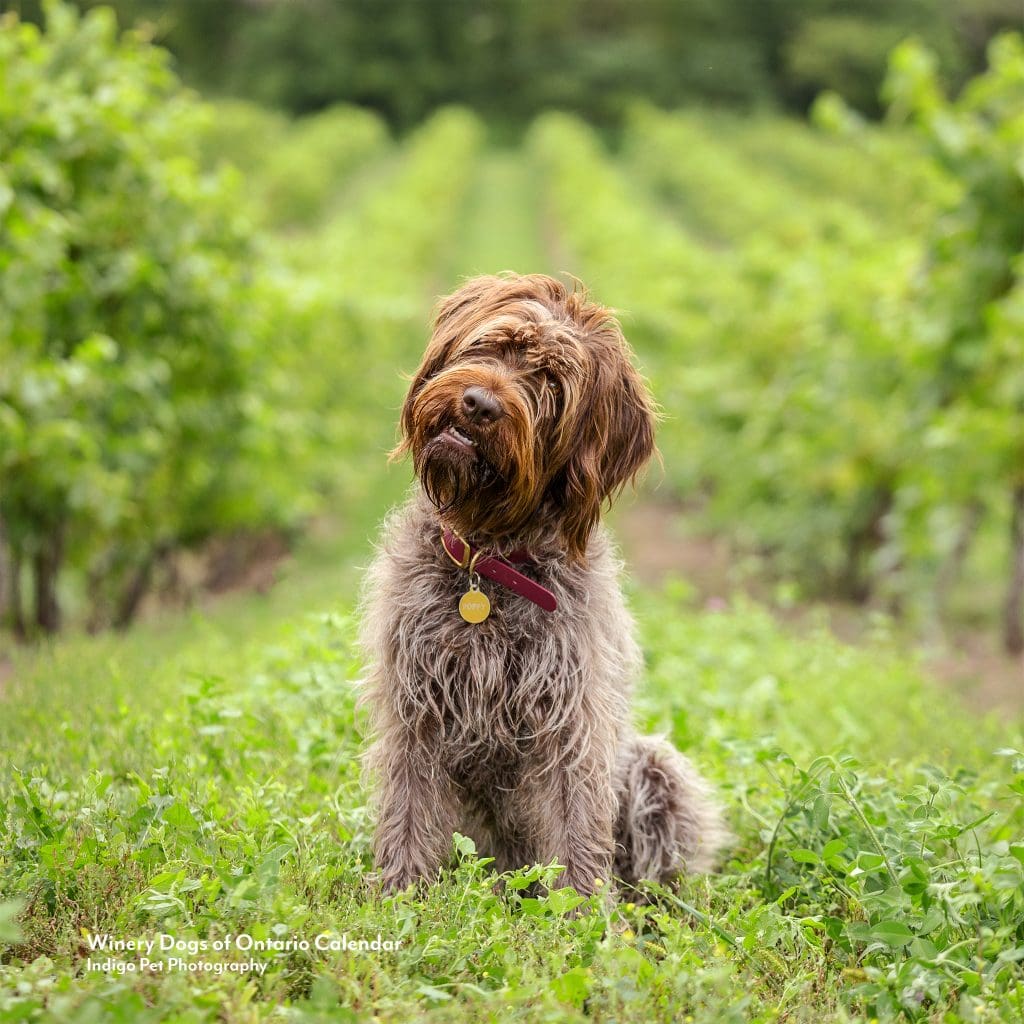 Wirehaired pointing griffon tilting head in the vineyard at a niagara winery