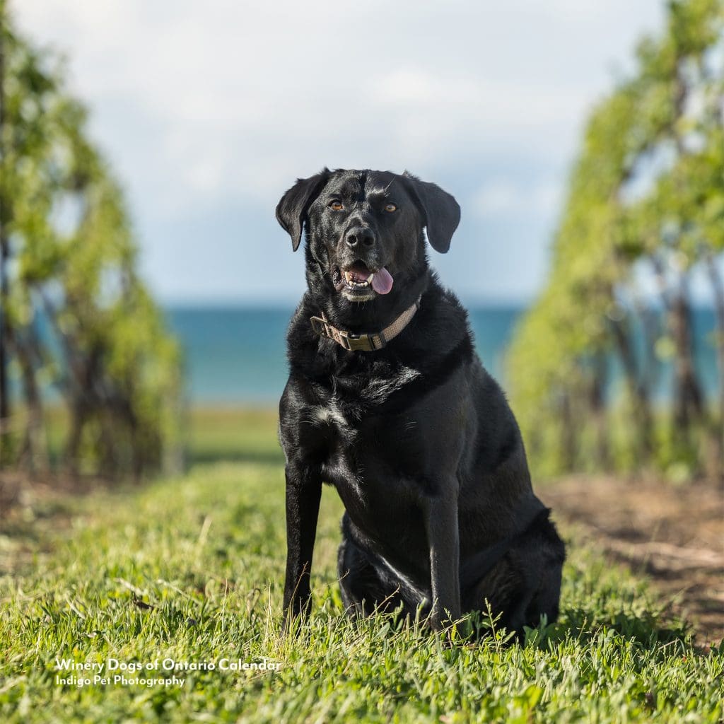 black dog sitting in a row of vines with lake ontario in behind