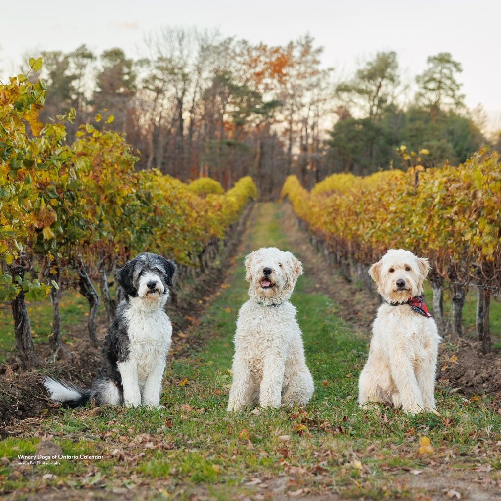 three large doodles posing in a row of a fall vineyard in Vineland