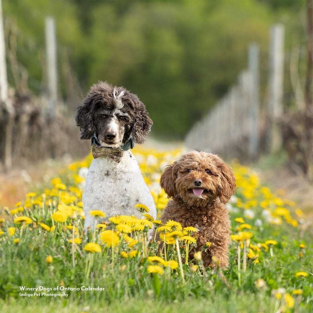 two dogs sitting in dandelions in a row of a vineyard