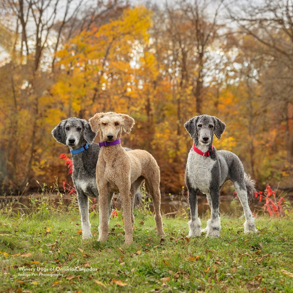 three poodles in a fall scene in Beamsville