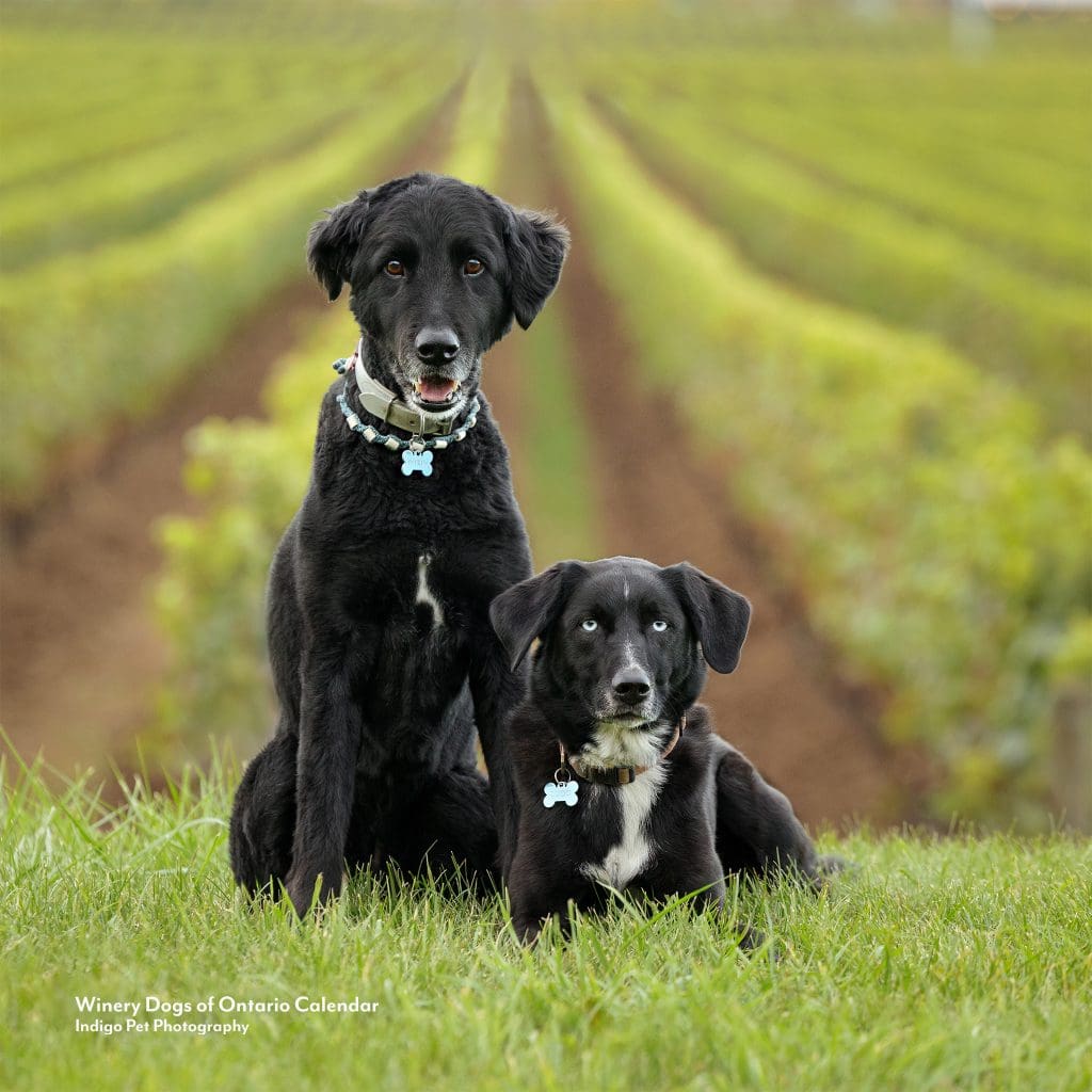 two black dogs on hill with vineyard stretching out behind