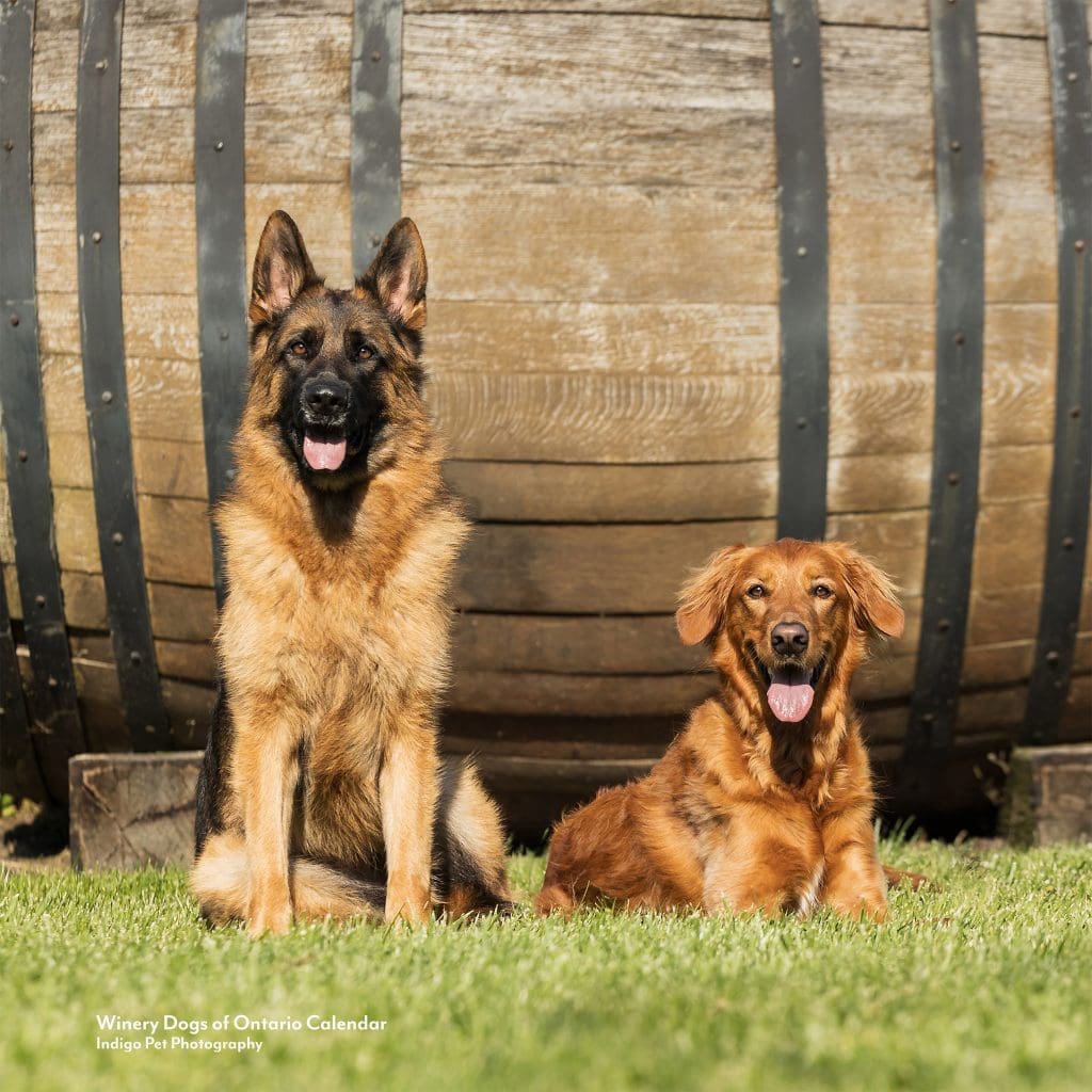 german shepherd and retriever mix in front of giant wine barrel in niagara