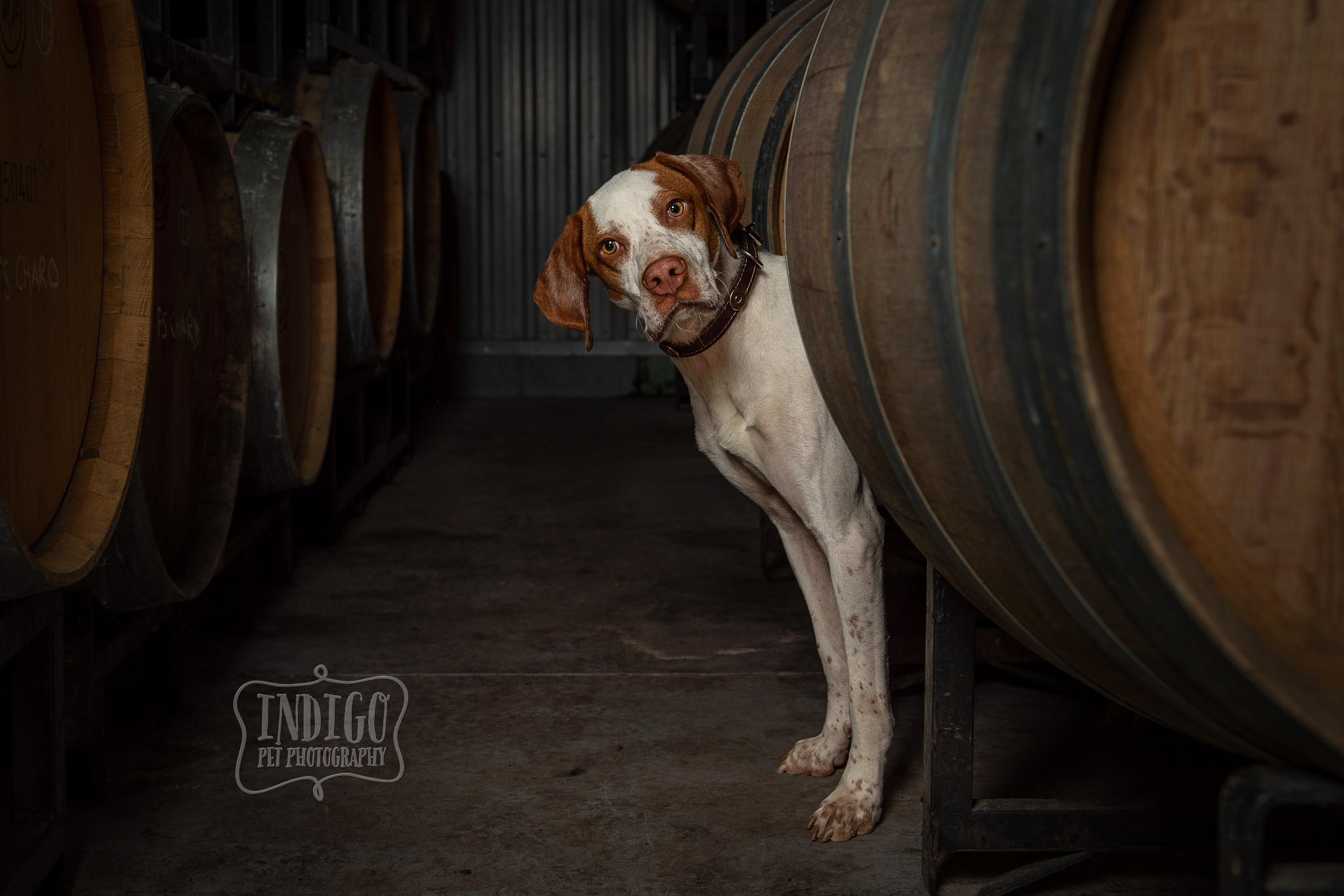 Collage of 2021 Winery Dogs of Ontario