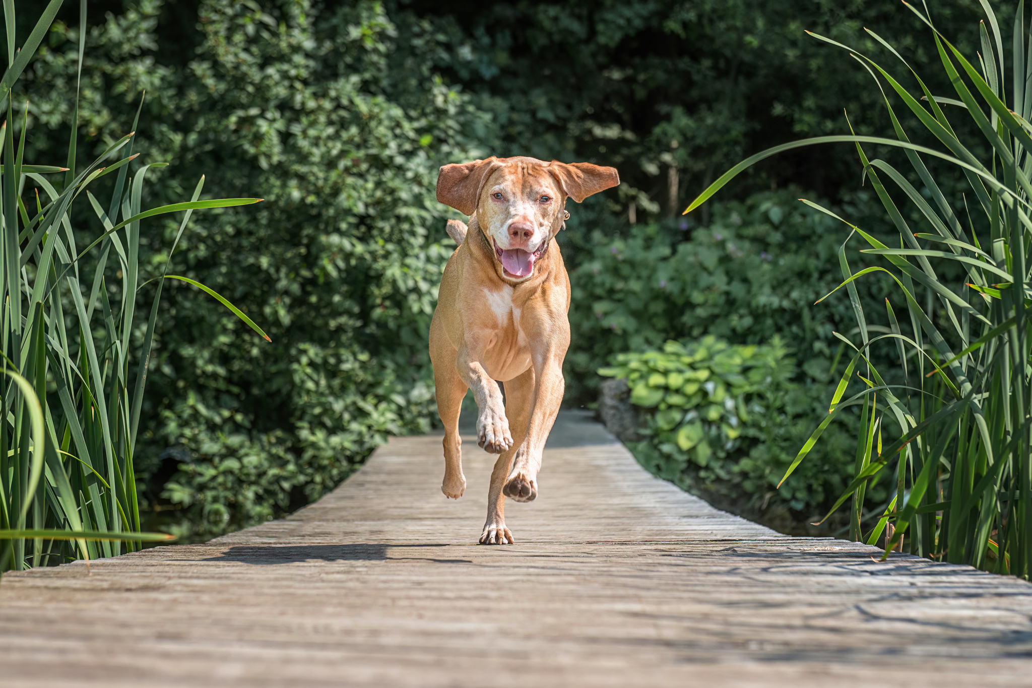 Embark challenge submissions