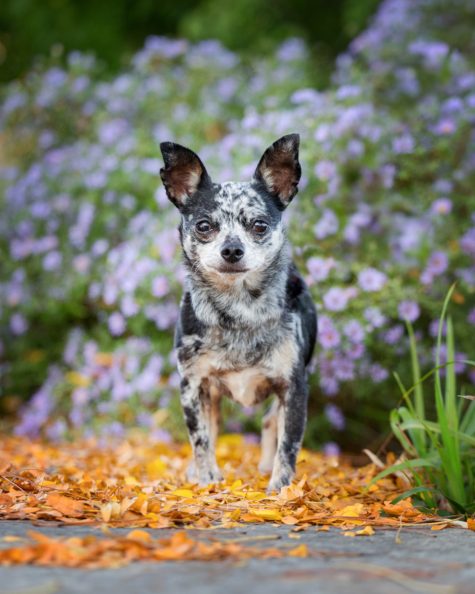 Chihuahua posing in fall leaves for Indigo Pet Photography session at Niagara Botanical Gardens