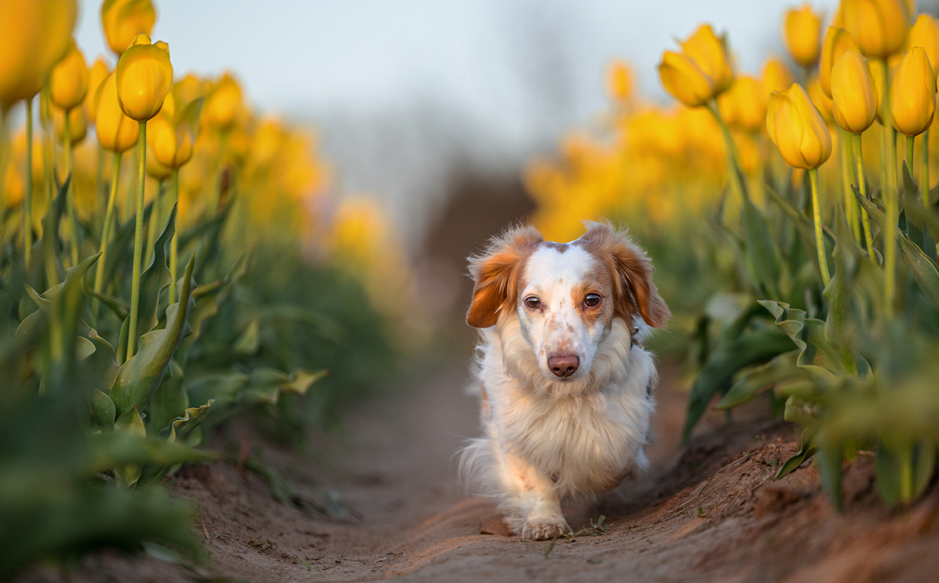 Happy cute dog standing on a wine barrel in a cellar