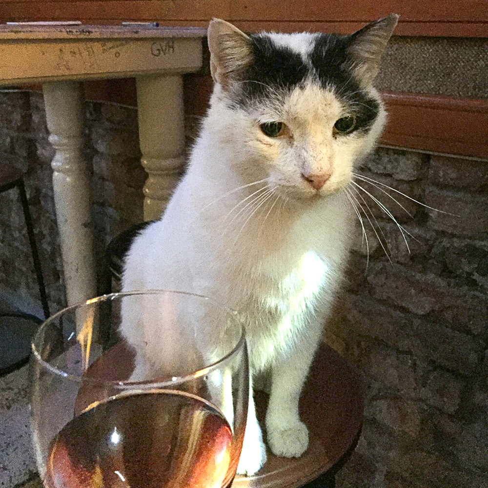 Cats of Istanbul, Eşref the bar cat