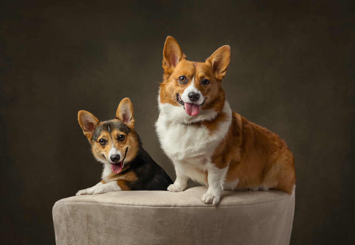 two ute niagara corgi dogs in studio on a chair