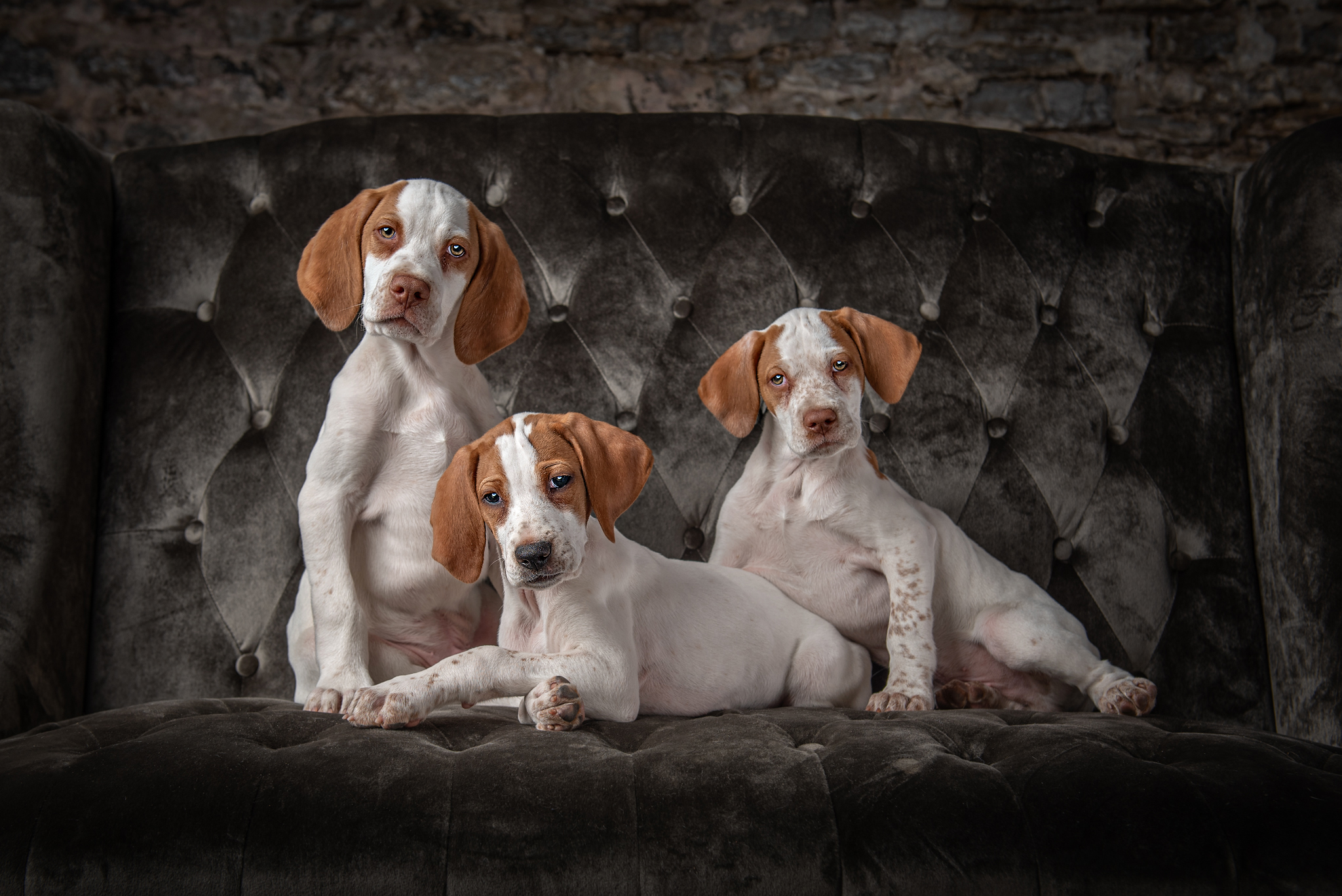 Three pointer puppies posing during studio dog photography session in Niagara