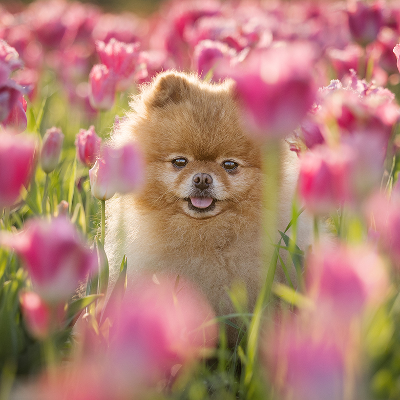 niagara dog photography in pink tulips