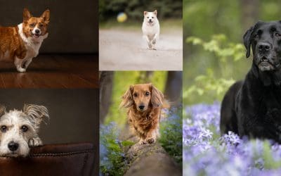 5 Questions to Ask Before Hiring a Dog Photographer