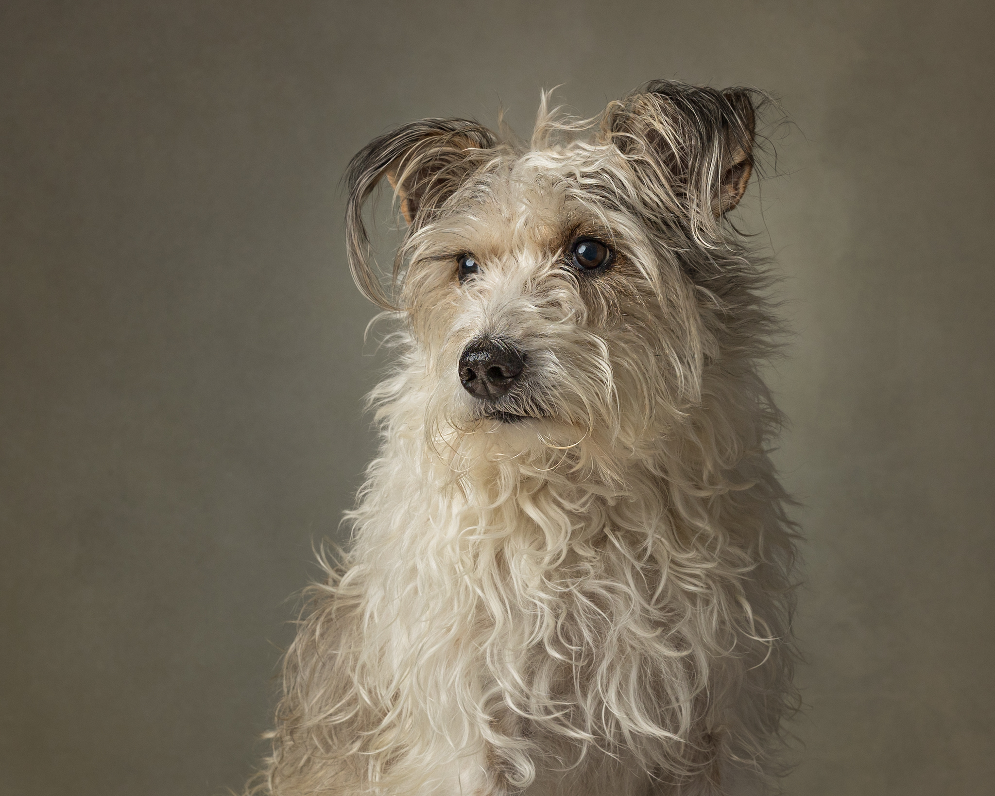 scruffy terrier mix posing at an in-studio dog photography session in St. Catharines