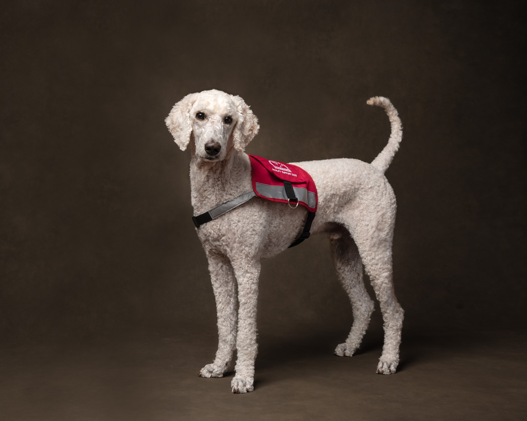 St. Catharines therapy dog in studio with vest