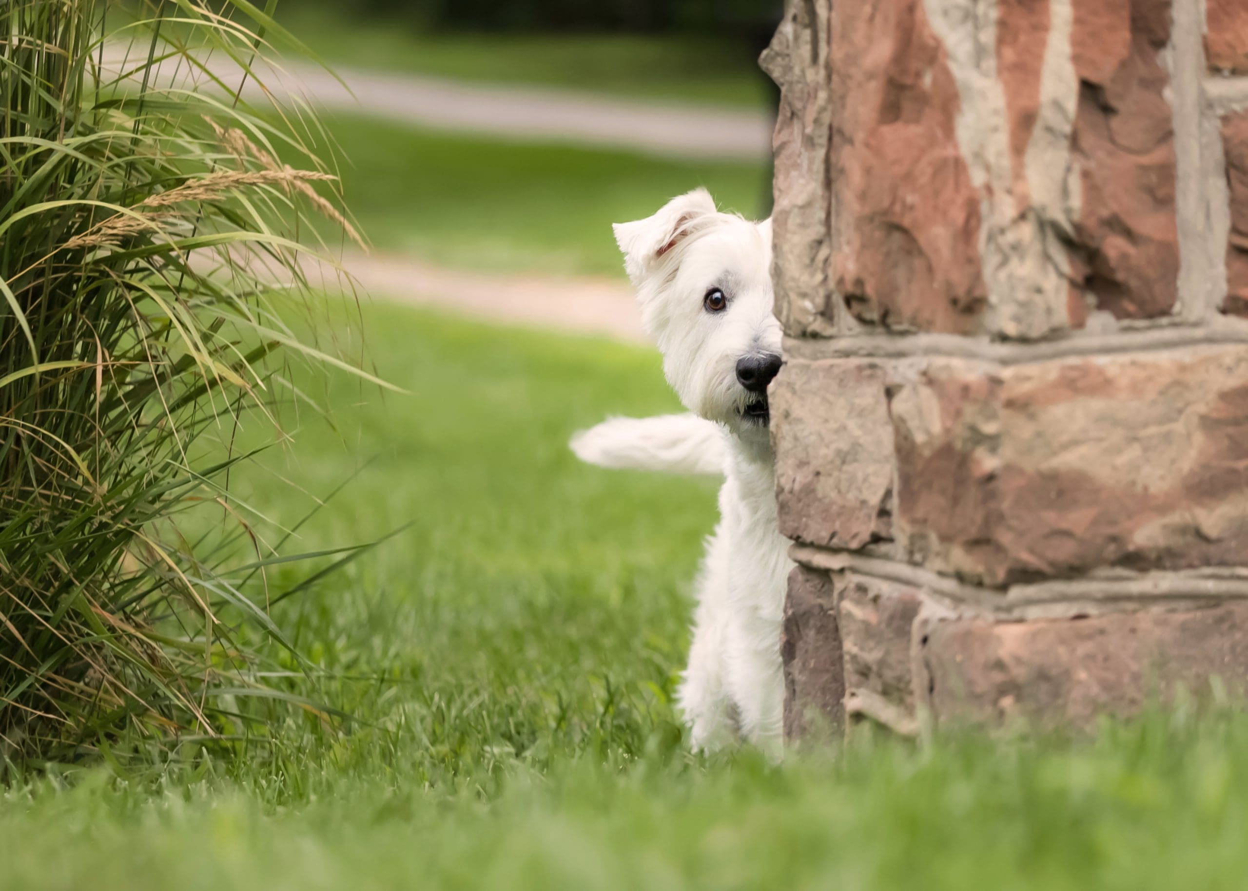 Westie peeking around stone wall in Grimsby Centennial park